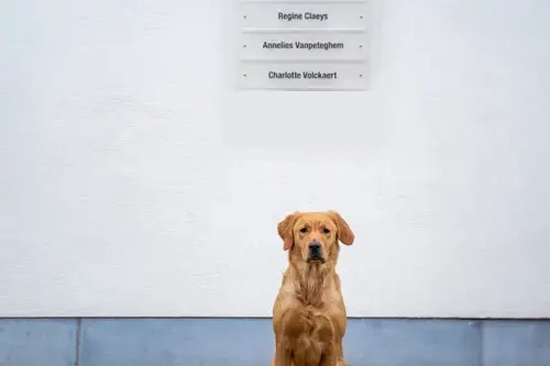 Juno – Feel Good Manager